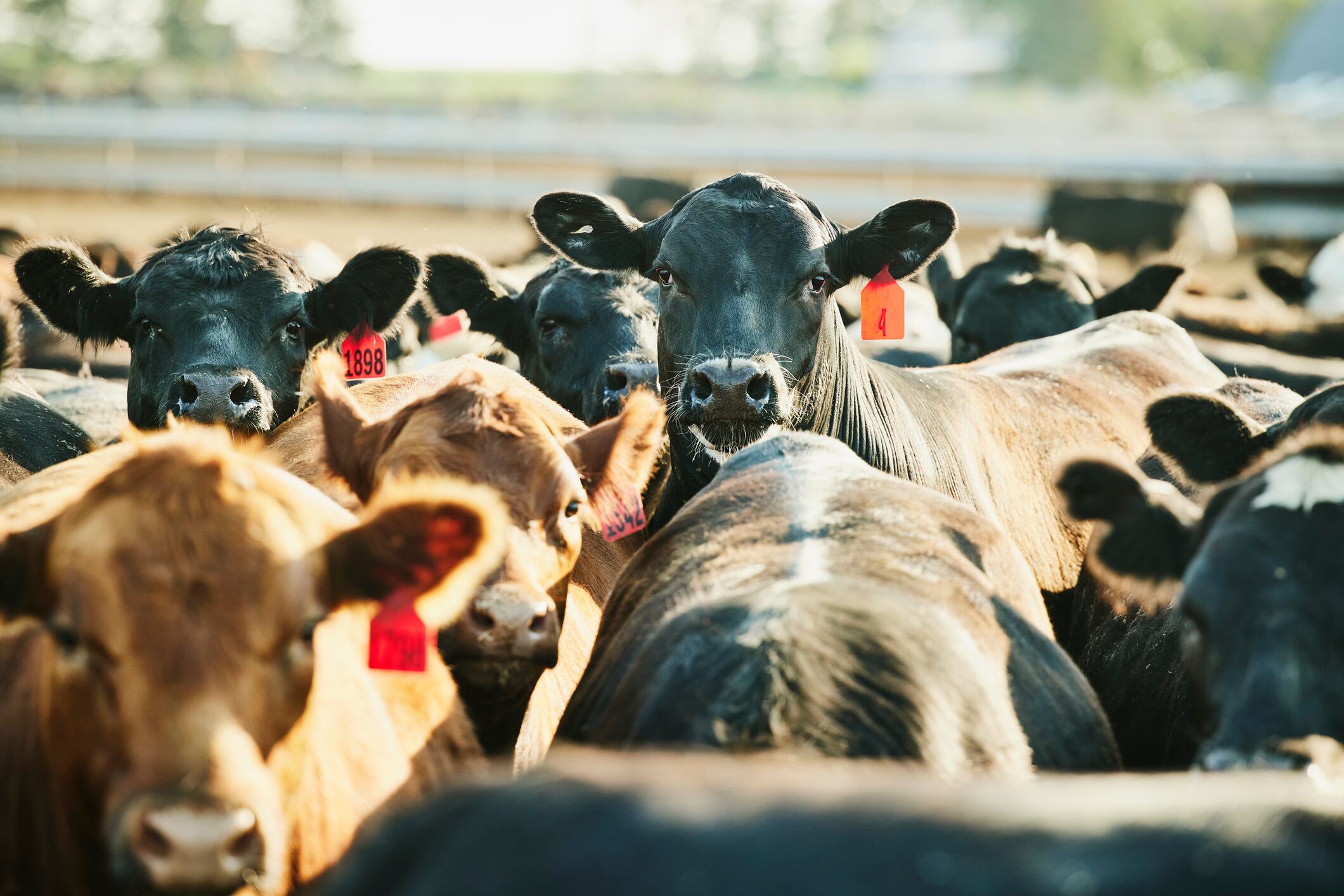 Pilot project aims to decarbonise Welsh beef 