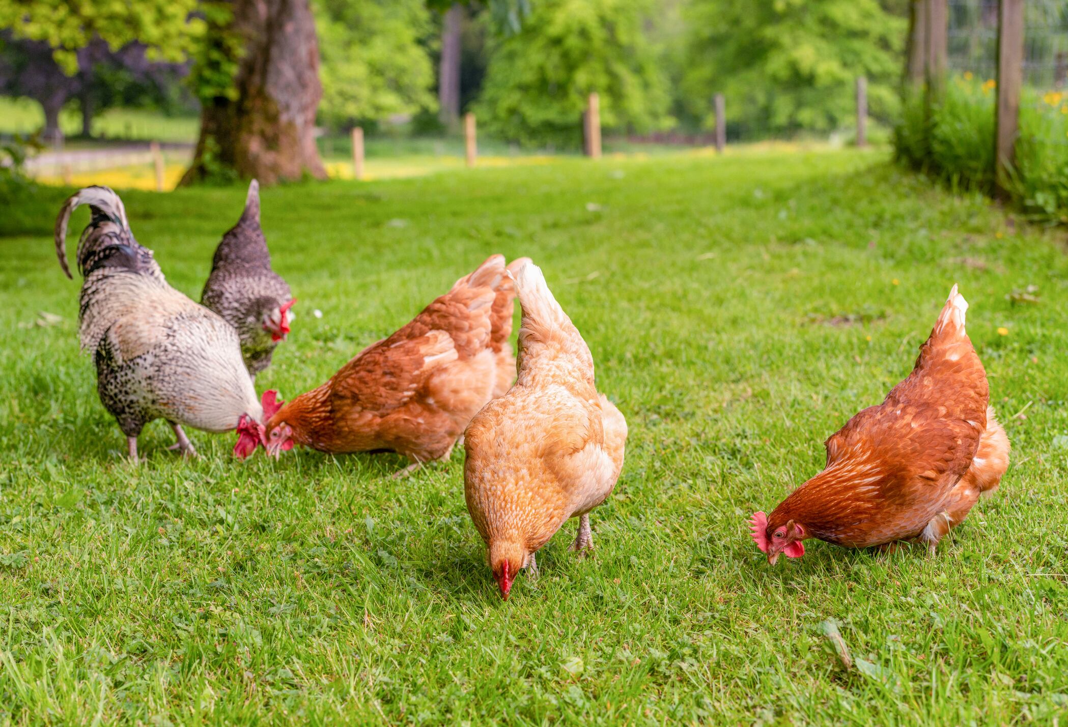 chickens