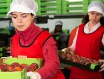 ERP software for the food industry: why generic won’t cut it