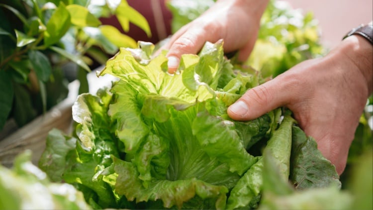 Vertical farming could be ‘greener than first thought’