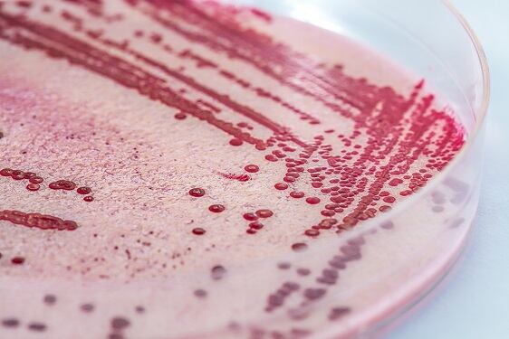 Court Order backs phage use against listeria