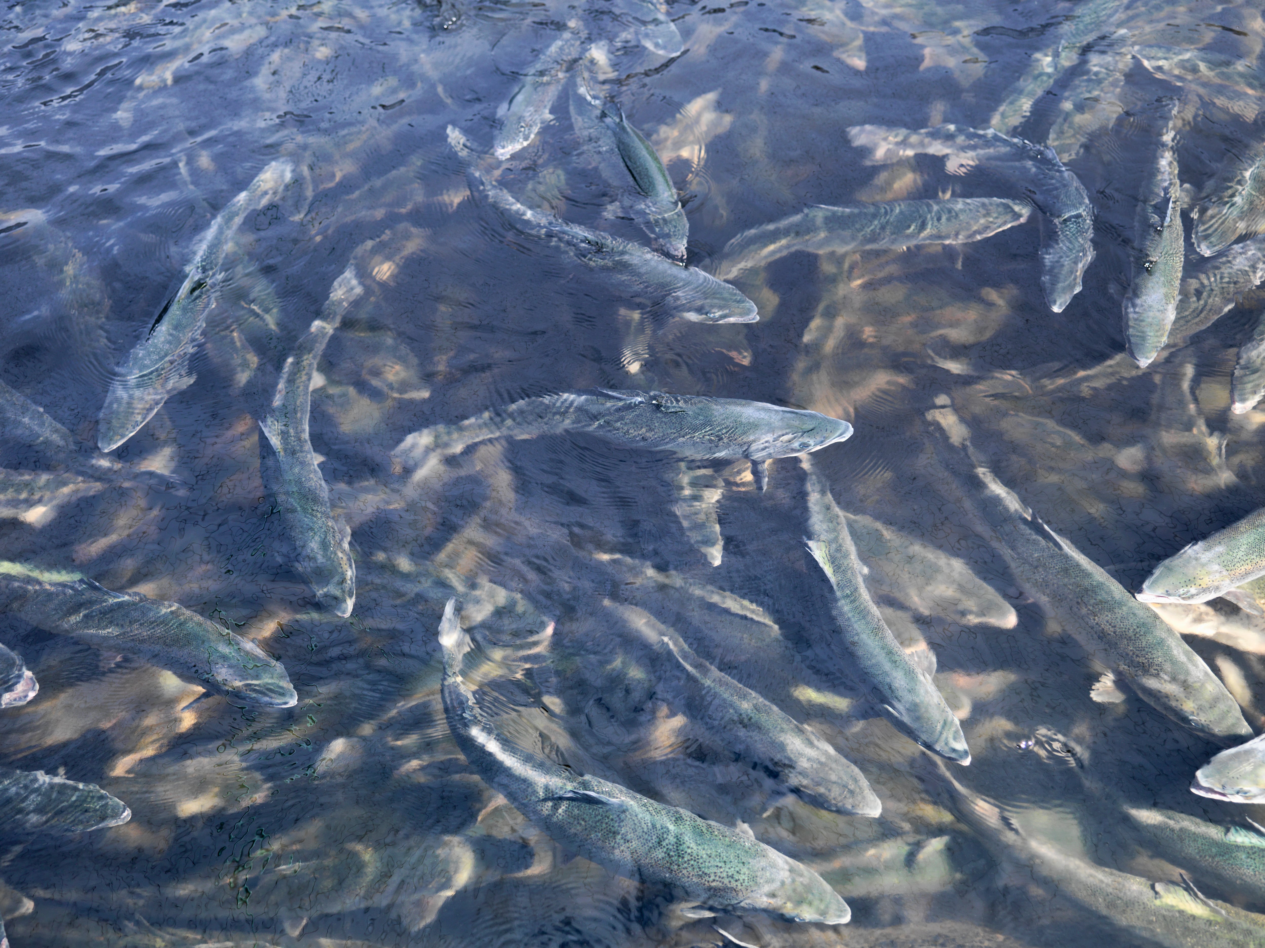 Farmed fish welfare put on the agenda in Scotland