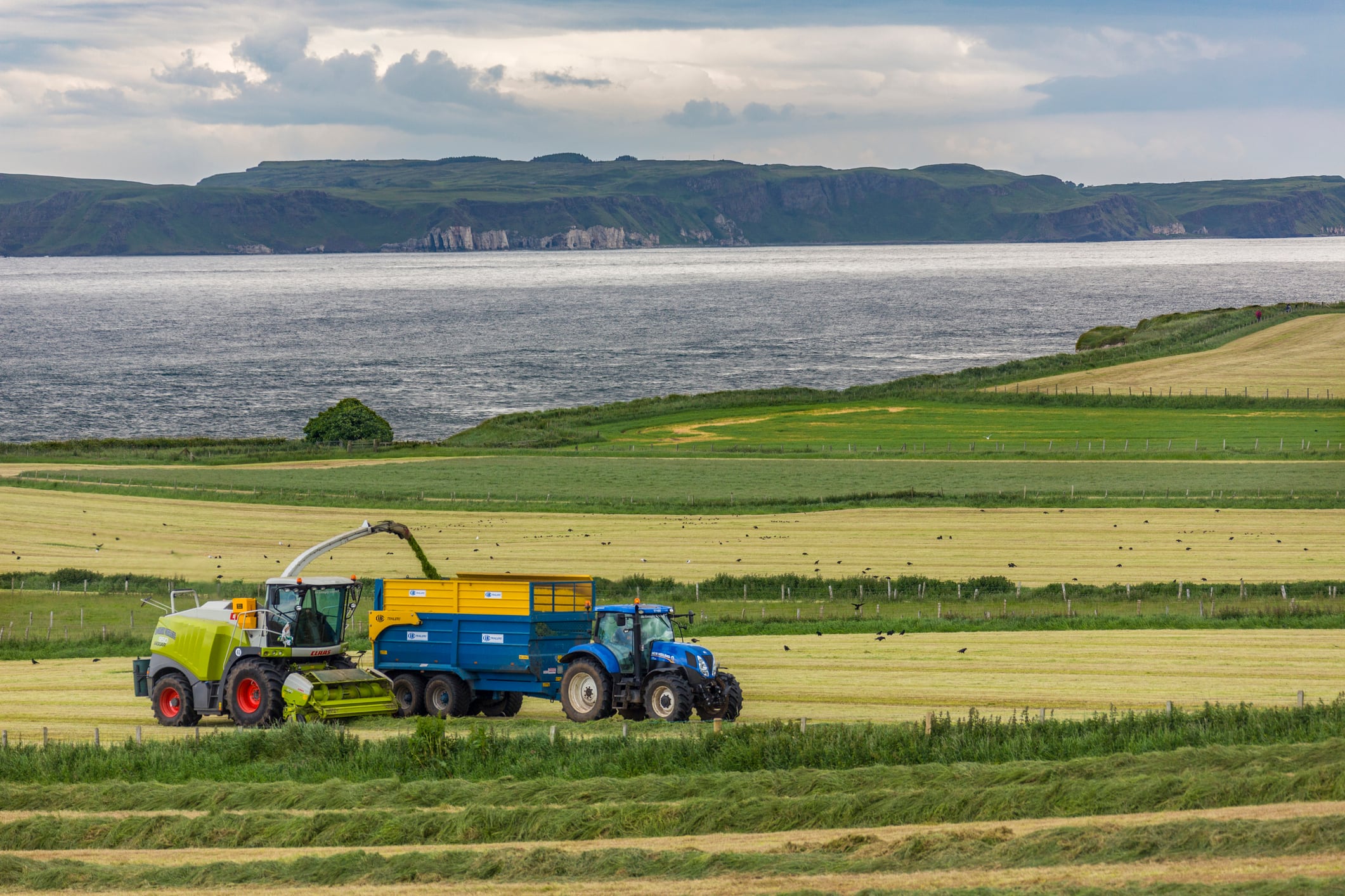A combine harvester at work.