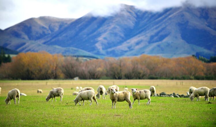Exports of UK lamb boom 