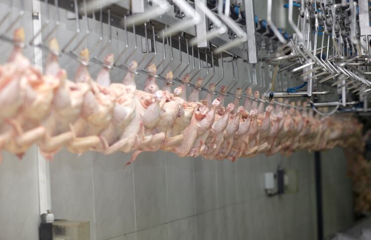 Chicken2-www.iStock.com-Picsfive-small.jpg