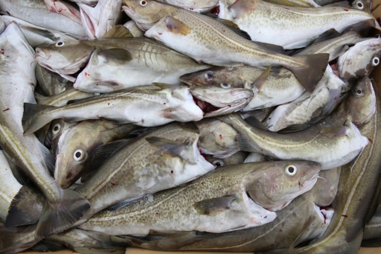 Fraserburgh fish processing boost after Young’s Seafood cuts