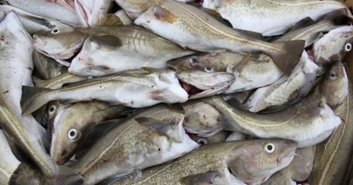 Fraserburgh Fish Fraserburgh fish processing boost after Young’s Seafood cuts