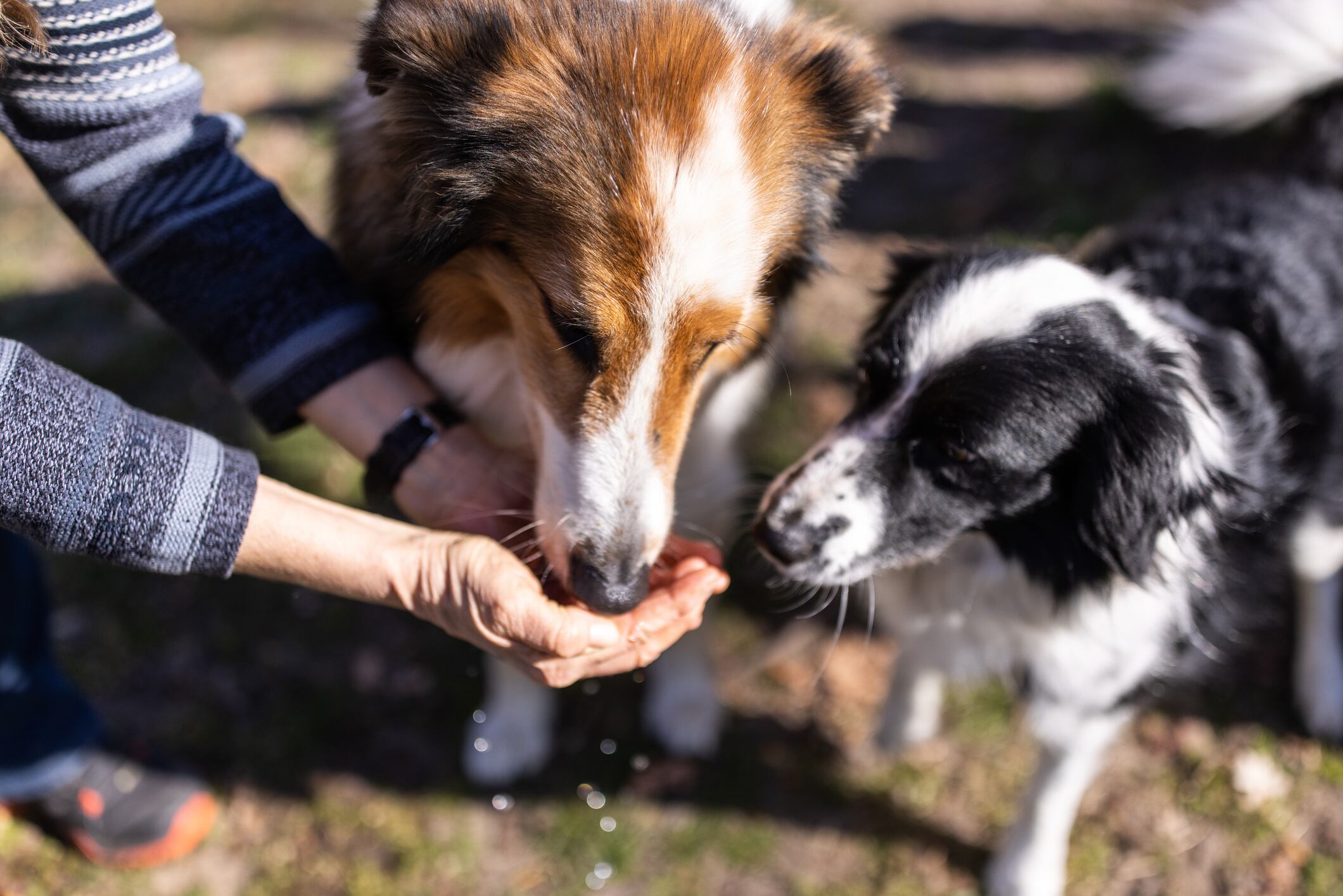 Dogs being fed by a person