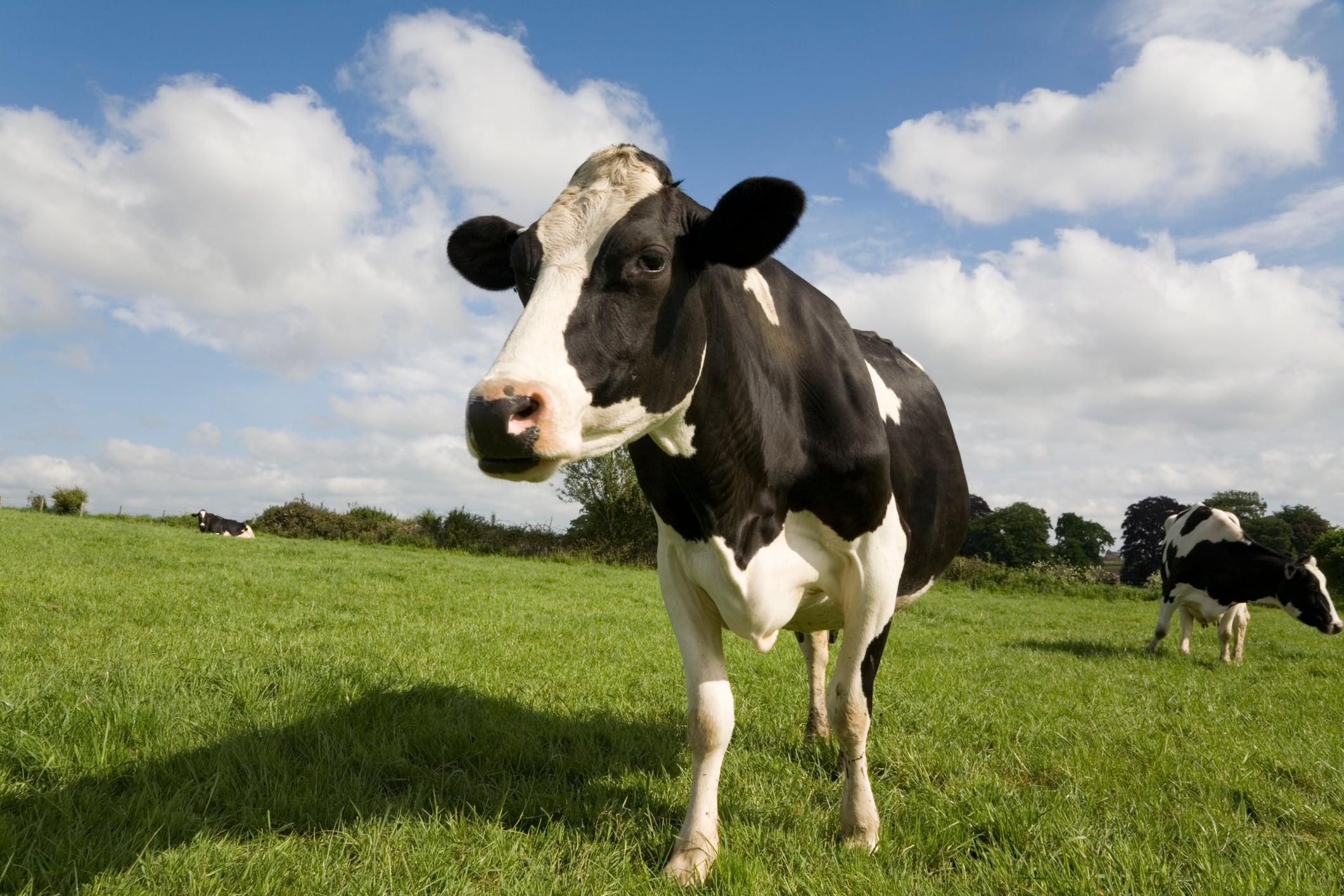 Mad cow disease case detected on UK farm
