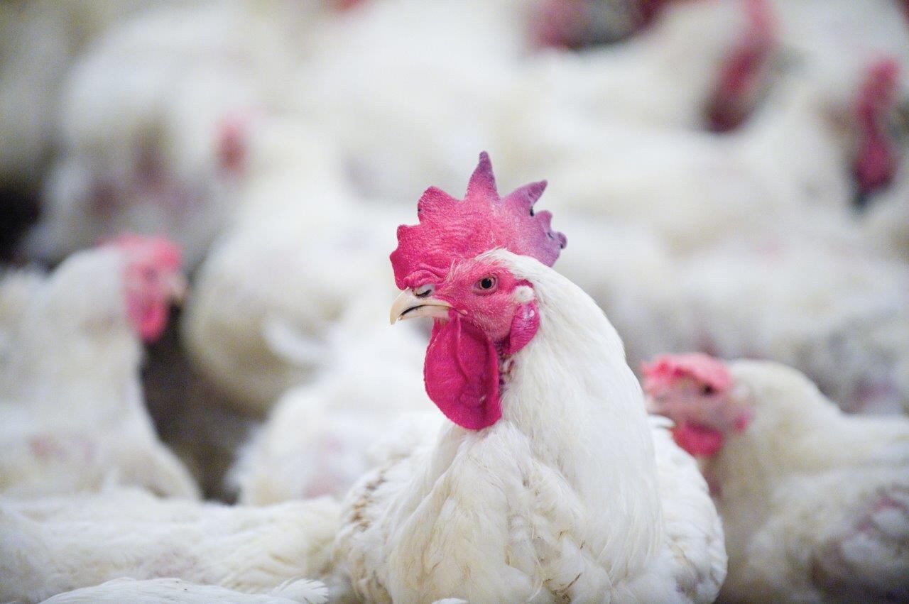 Chlorinated chicken fears unfounded: ex-food safety boss