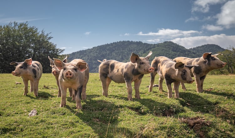 Coronavirus cases confirmed at Pilgrim’s Pride Cornwall factory