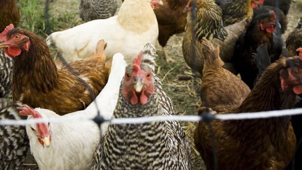 Free-range eggs back on store shelves