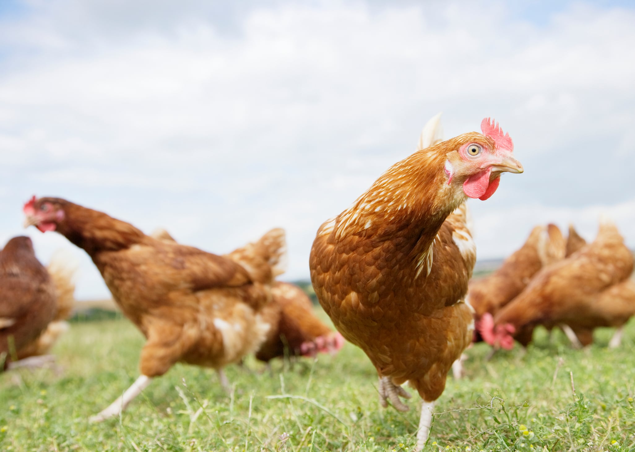 South Korea and South Africa open their borders to UK poultry