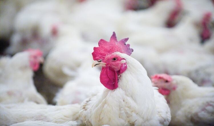 Papa John’s signs up to Better Chicken Commitment