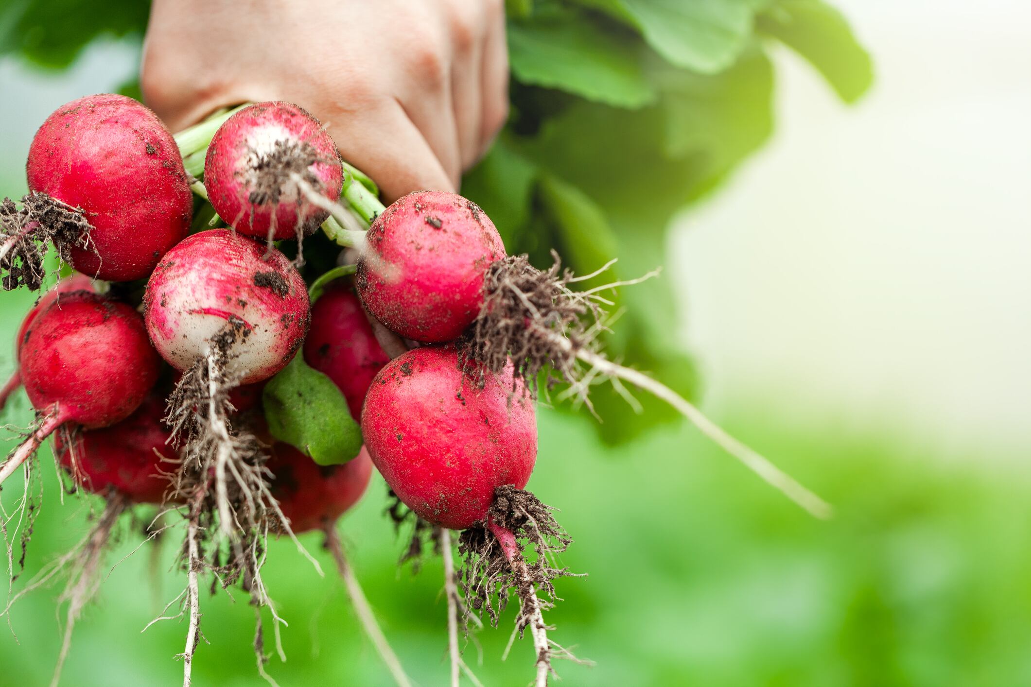 Government offers 30,000 visas for seasonal farm workers