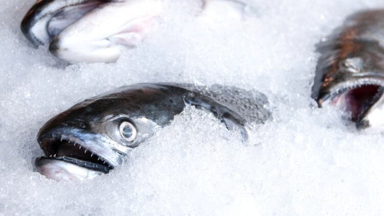 Raising freezer temps saves energy without food safety impact, study finds