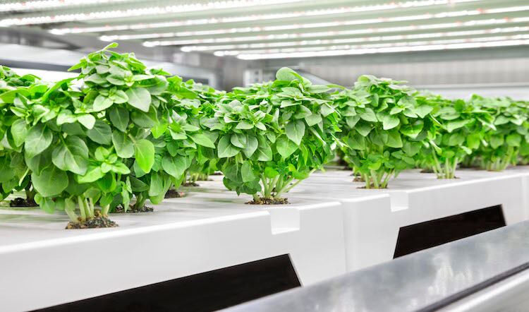 Largest urban farm in Europe opens in Bedford 