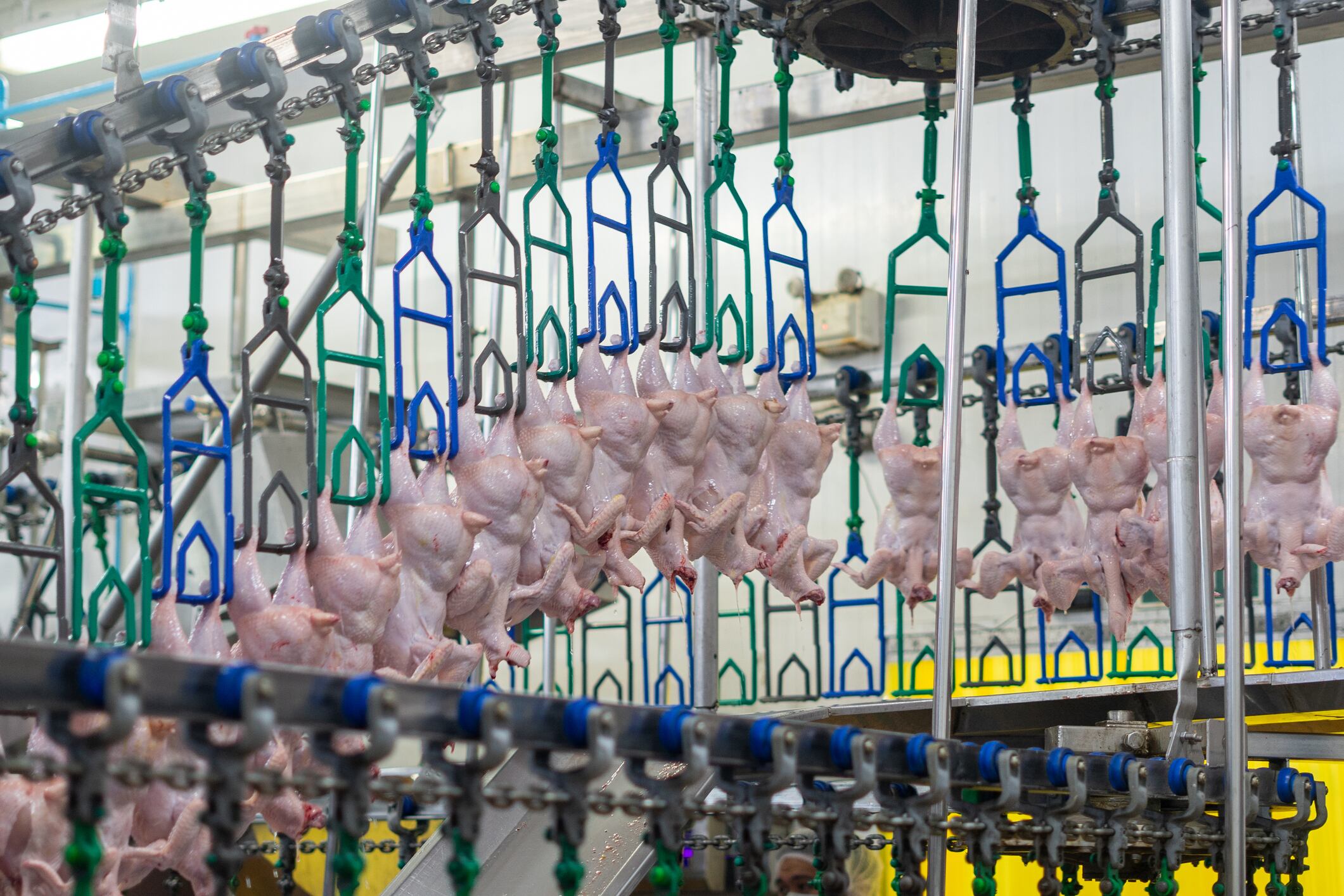 Chicken processing.