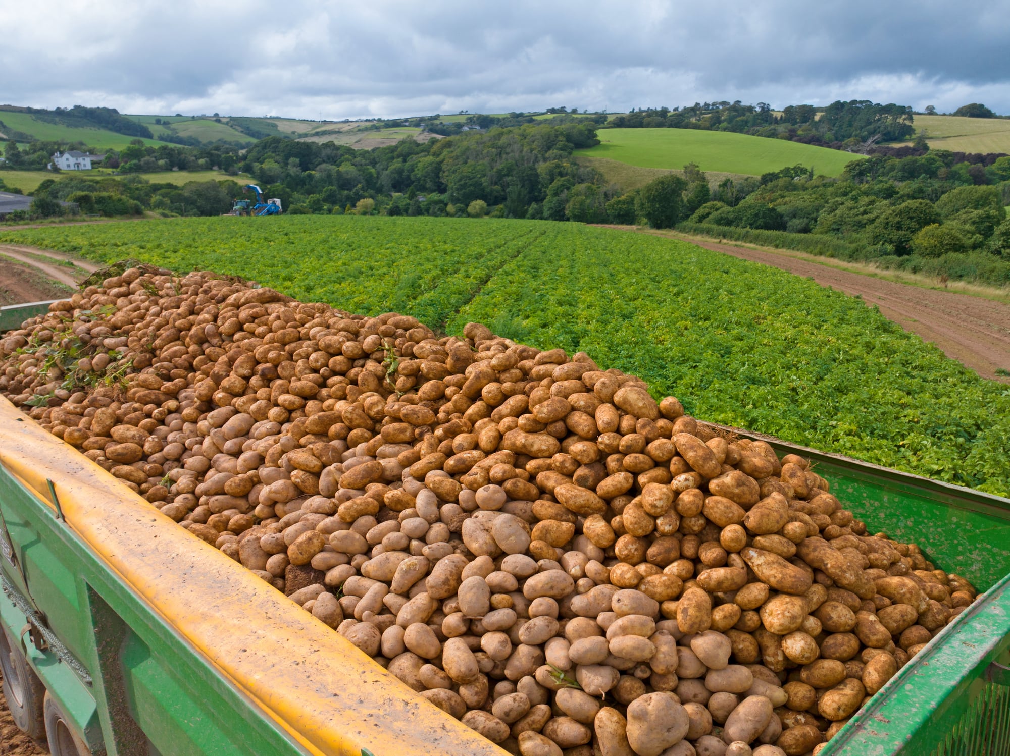 A trailer full of farmed potatoes
