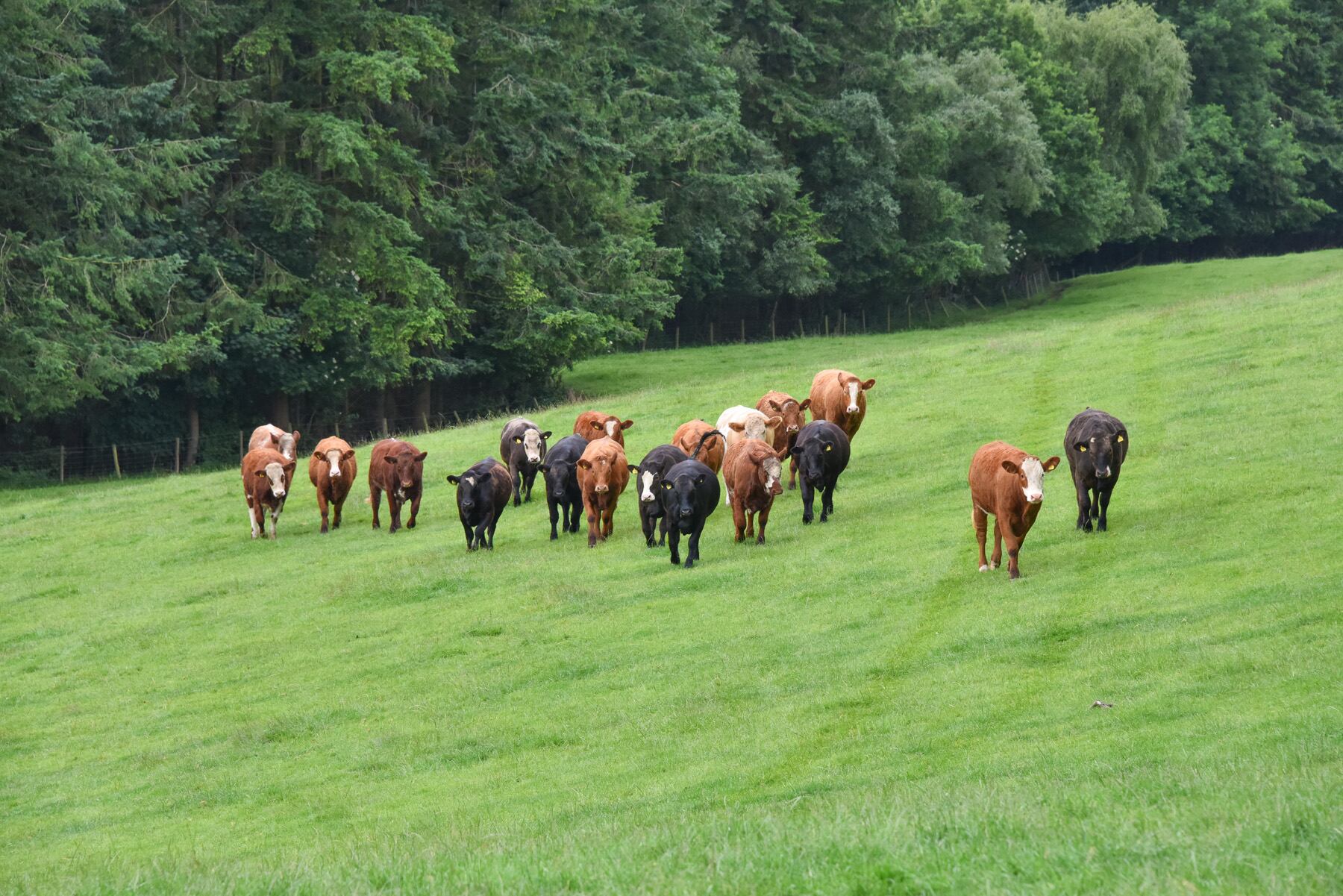 Welsh Beef joins Welsh Lamb in Oritain traceability deal