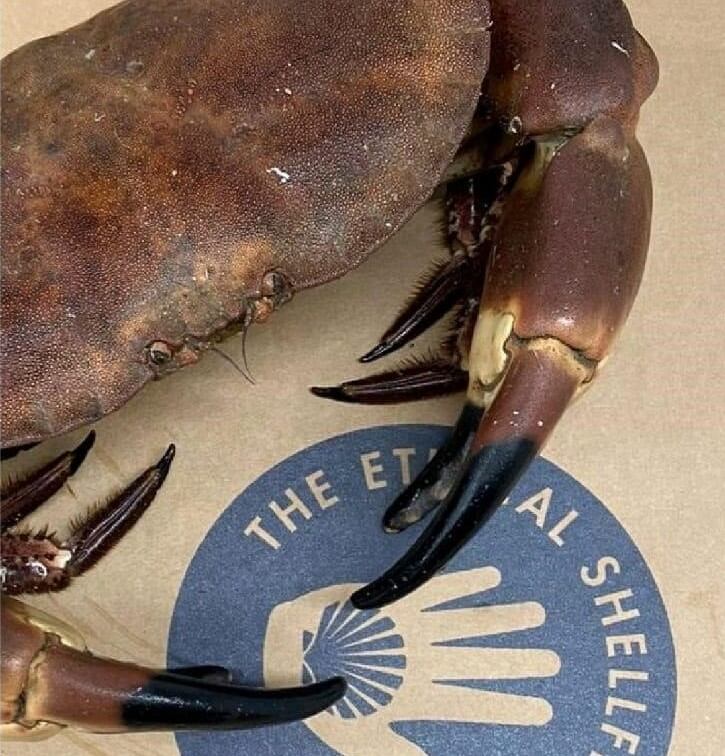 Ethical-Shellfish-image-2.jpg