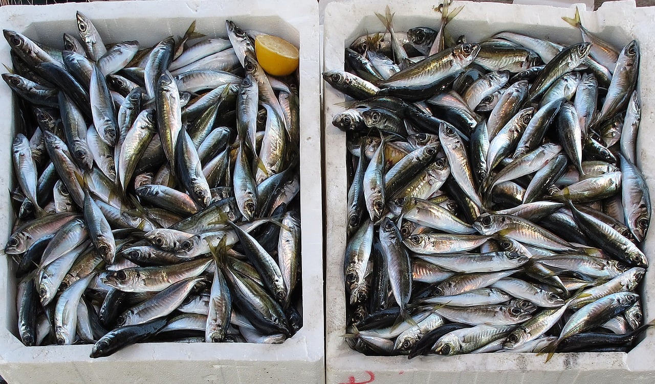 Lincolnshire seafood industry receives £500k boost 
