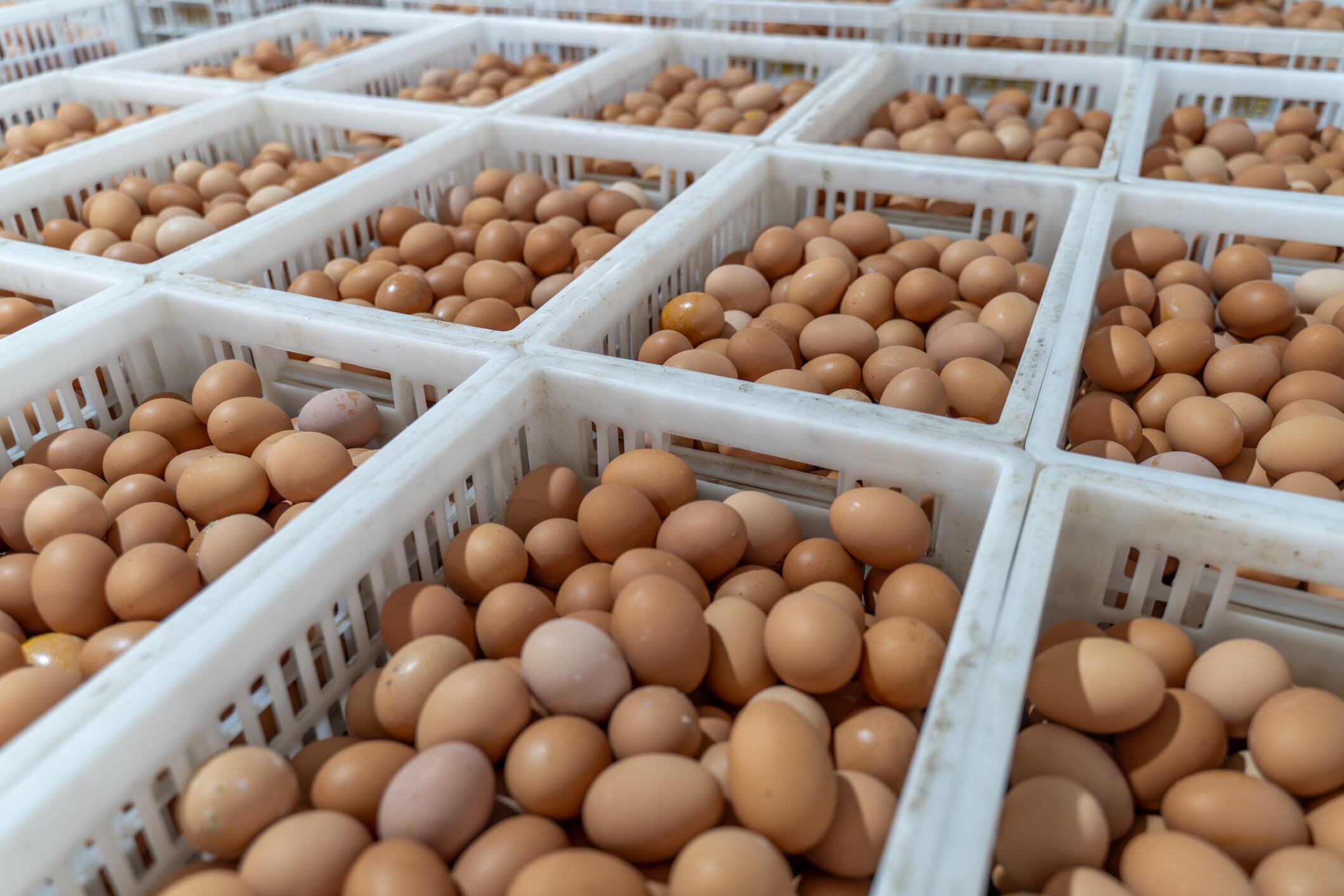 Strategic partnership creates “powerful alliance” for British egg market