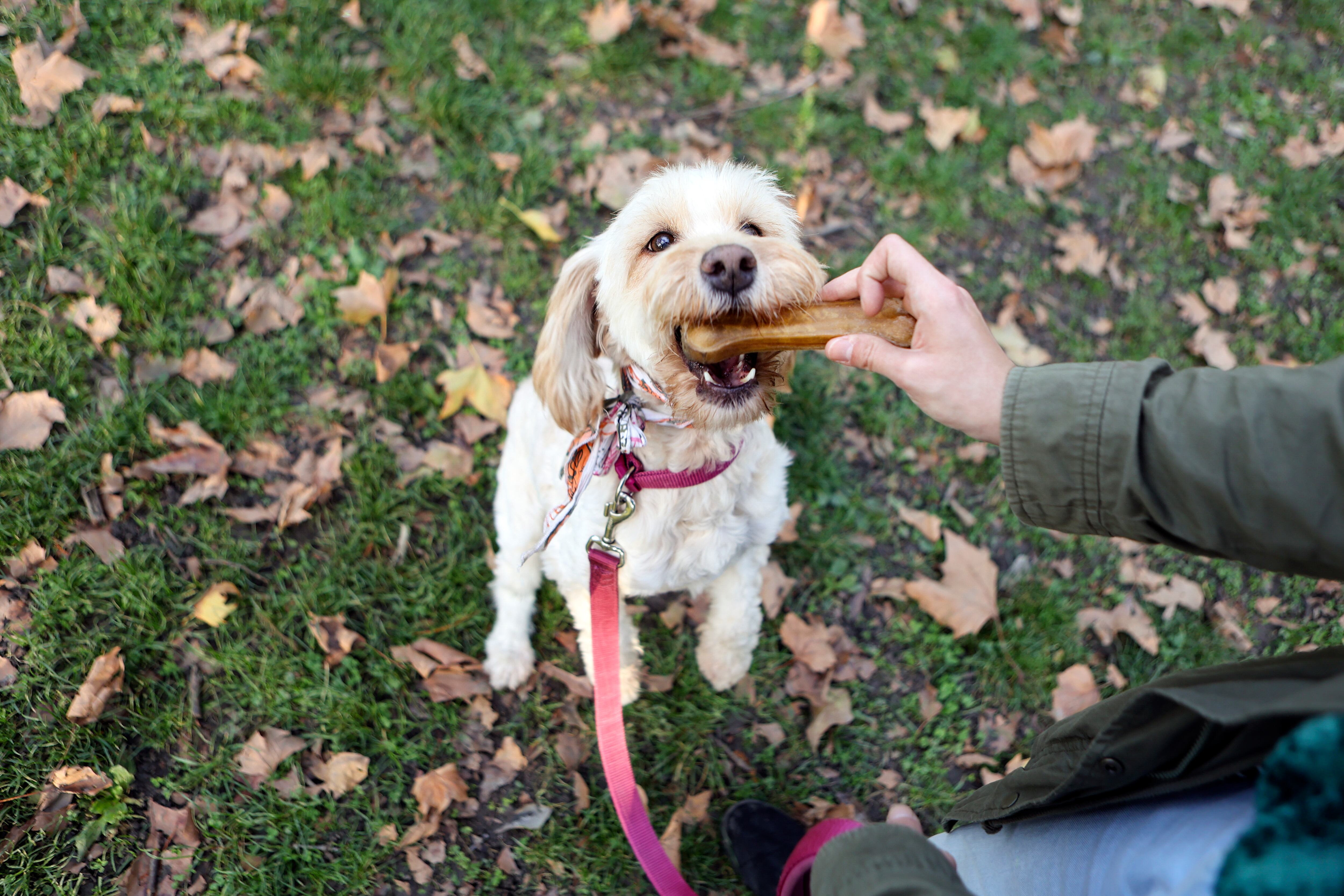 UK pet treat brand acquired by German digital platform
