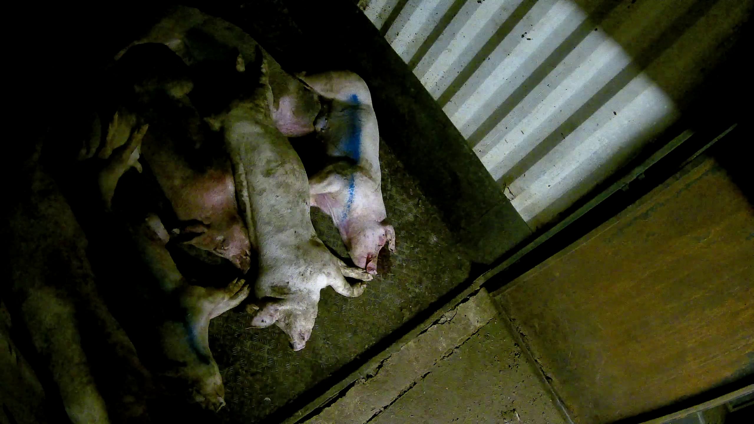 ‘Horrifying images’ at Cranswick farm show ‘abuses are no exception’