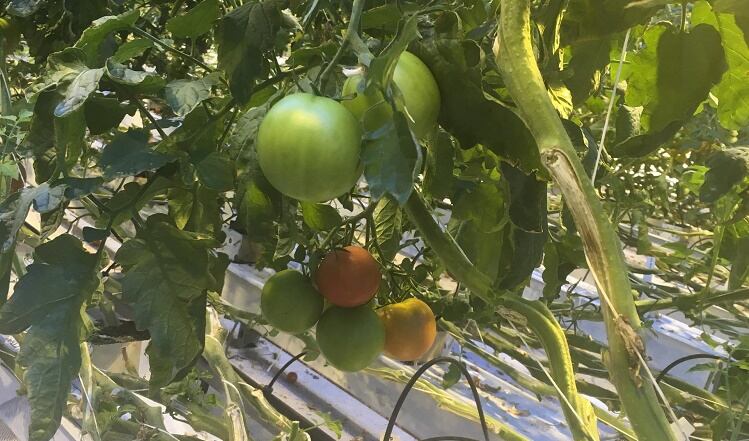 New method to extract protein from tomato leaves