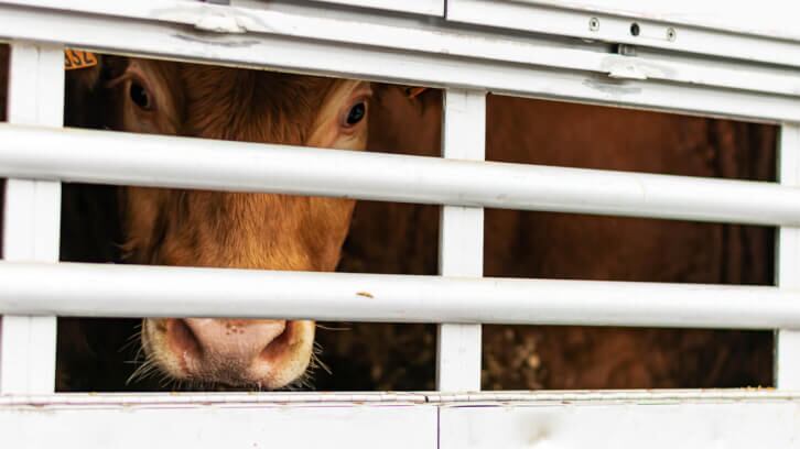 UK law ends live animal exports