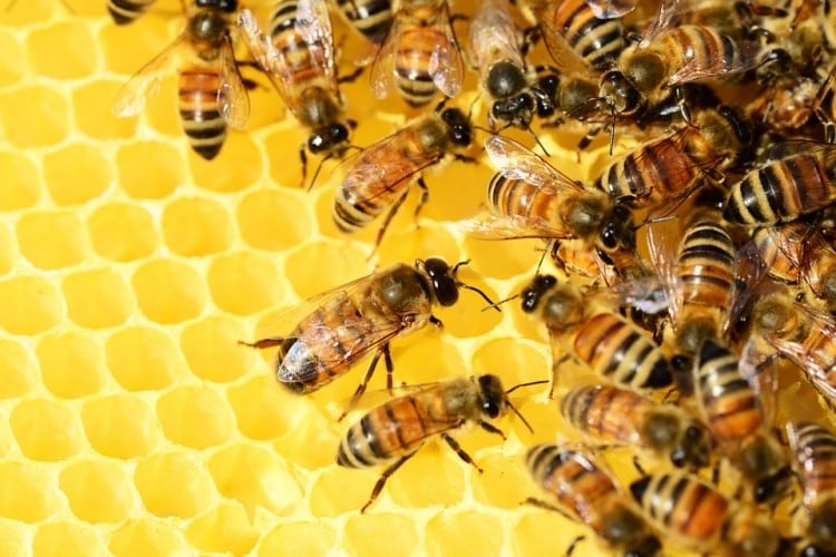Ukraine War set to impact UK honey sourcing and global prices