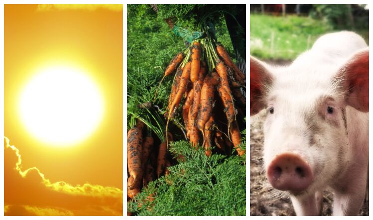 Food prices rocket after extreme weather