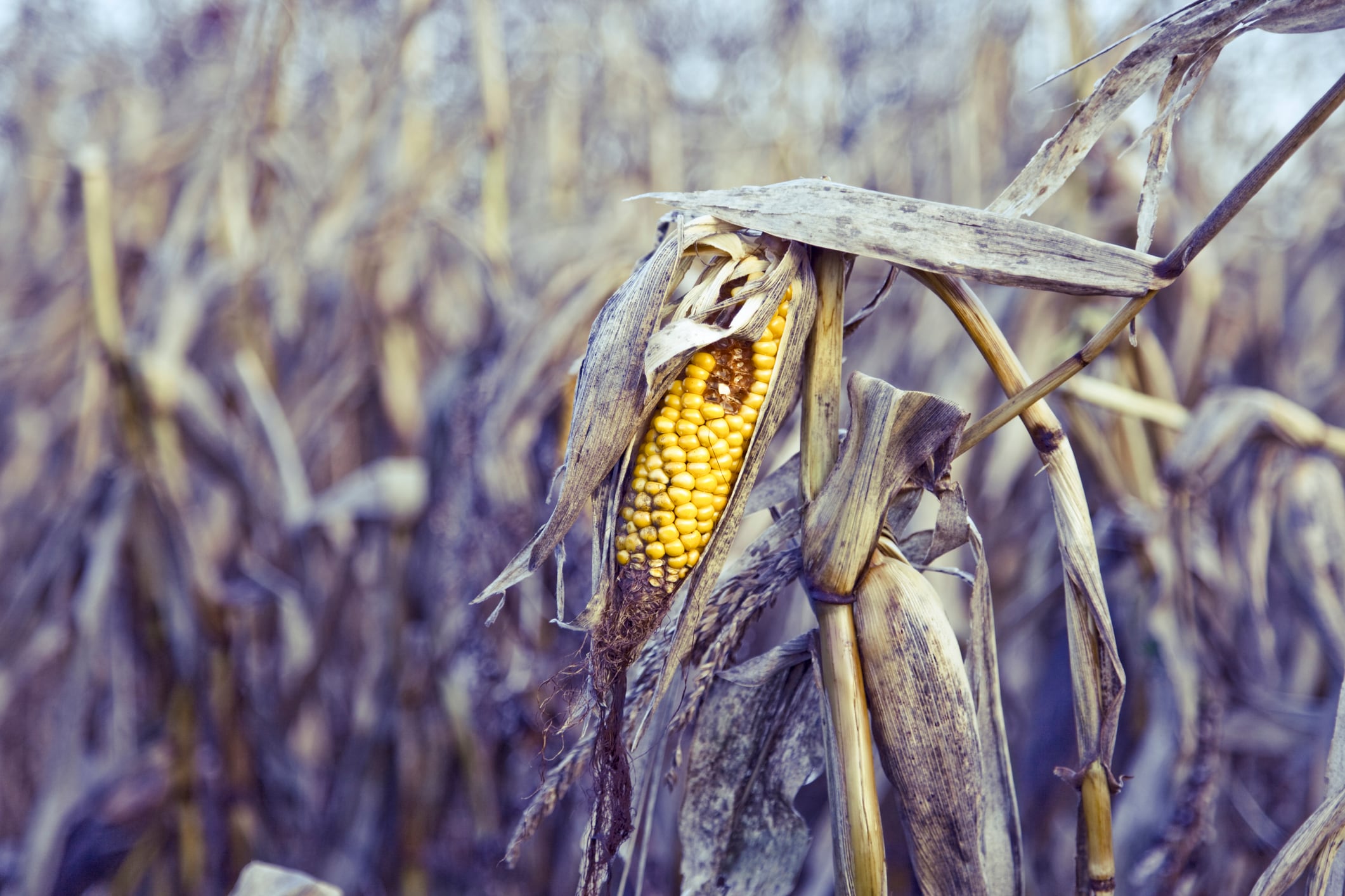 Rotten corn
