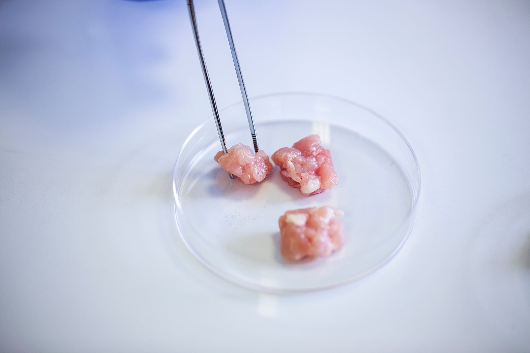 Lab grown meat