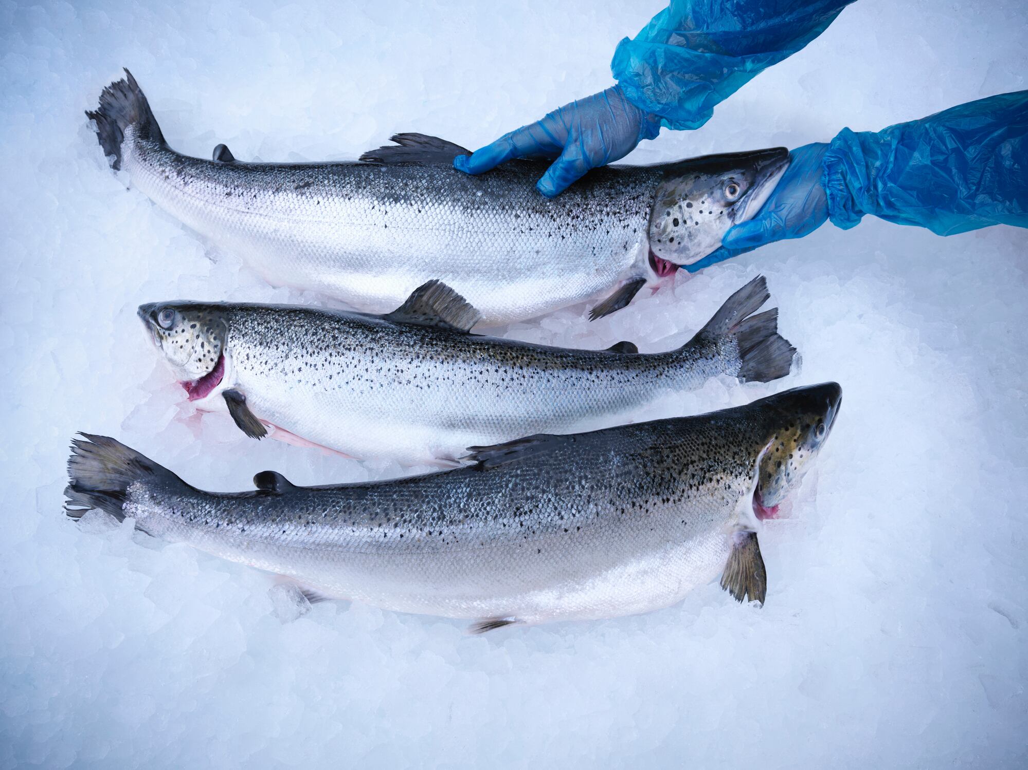 Salmon export sales jump 41% to £431m 
