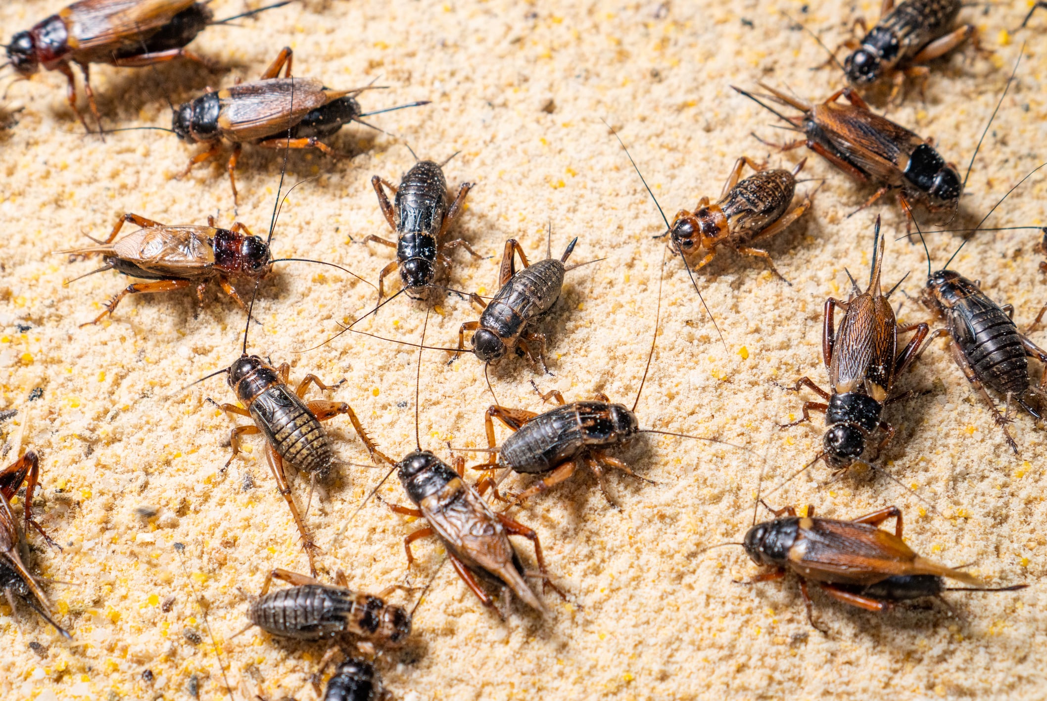 Opinion: Insect welfare matters and the UK can lead the world on welfare standards