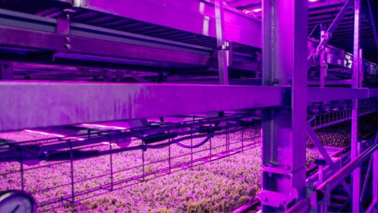 £600k sustainable food innovation challenge launched