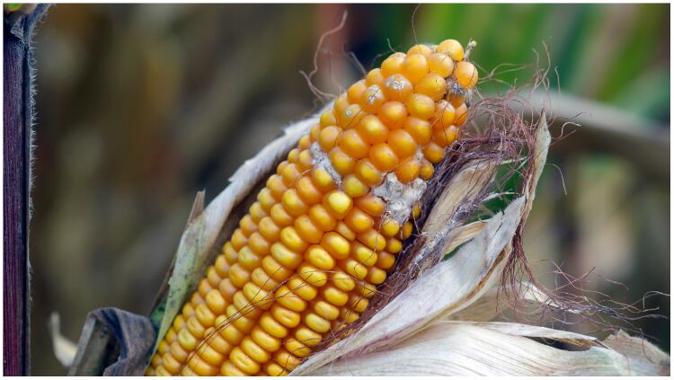Mycotoxin-contaminated-corn.jpg