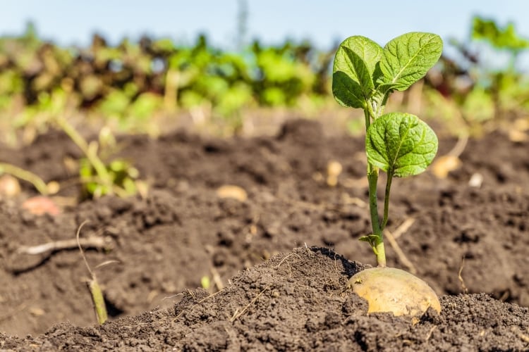 China-seed-potato-deal-signed.jpg