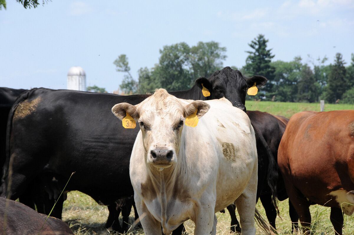 Alternative proteins not the answer to meat climate change issues 