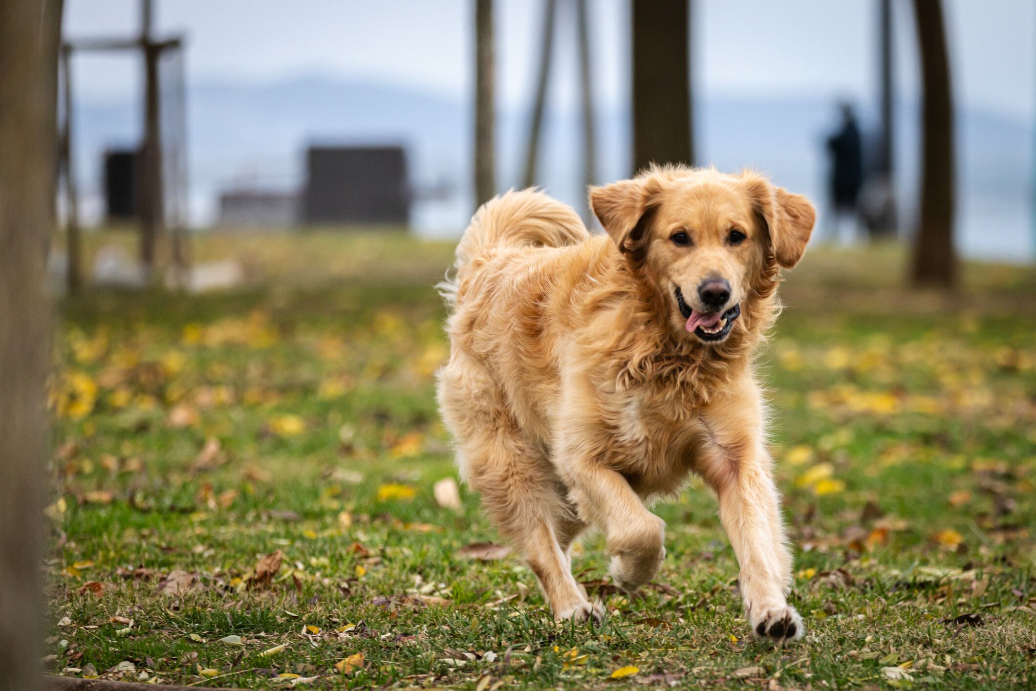 Pet food brand Pooch & Mutt is extending its scientific capabilities with the acquisition of a new laboratory at AberInnovation,