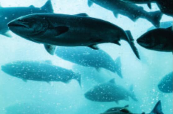 Iceland Seafood to exit UK value-added market