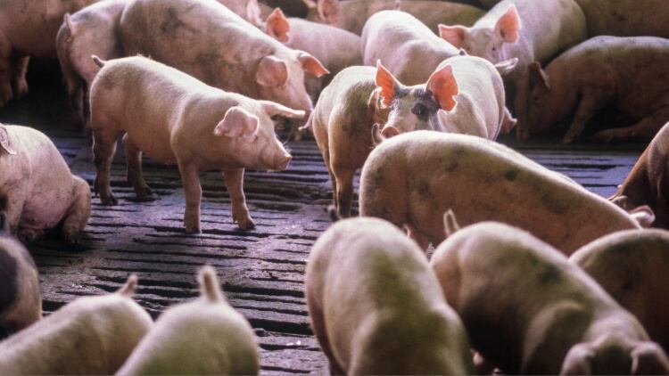 Antibiotic-resistant Salmonella 'spread by intensive pig farming'