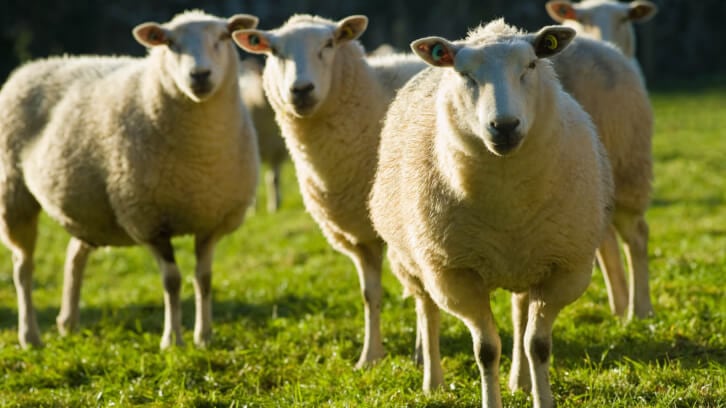 Welsh Lamb exports booming