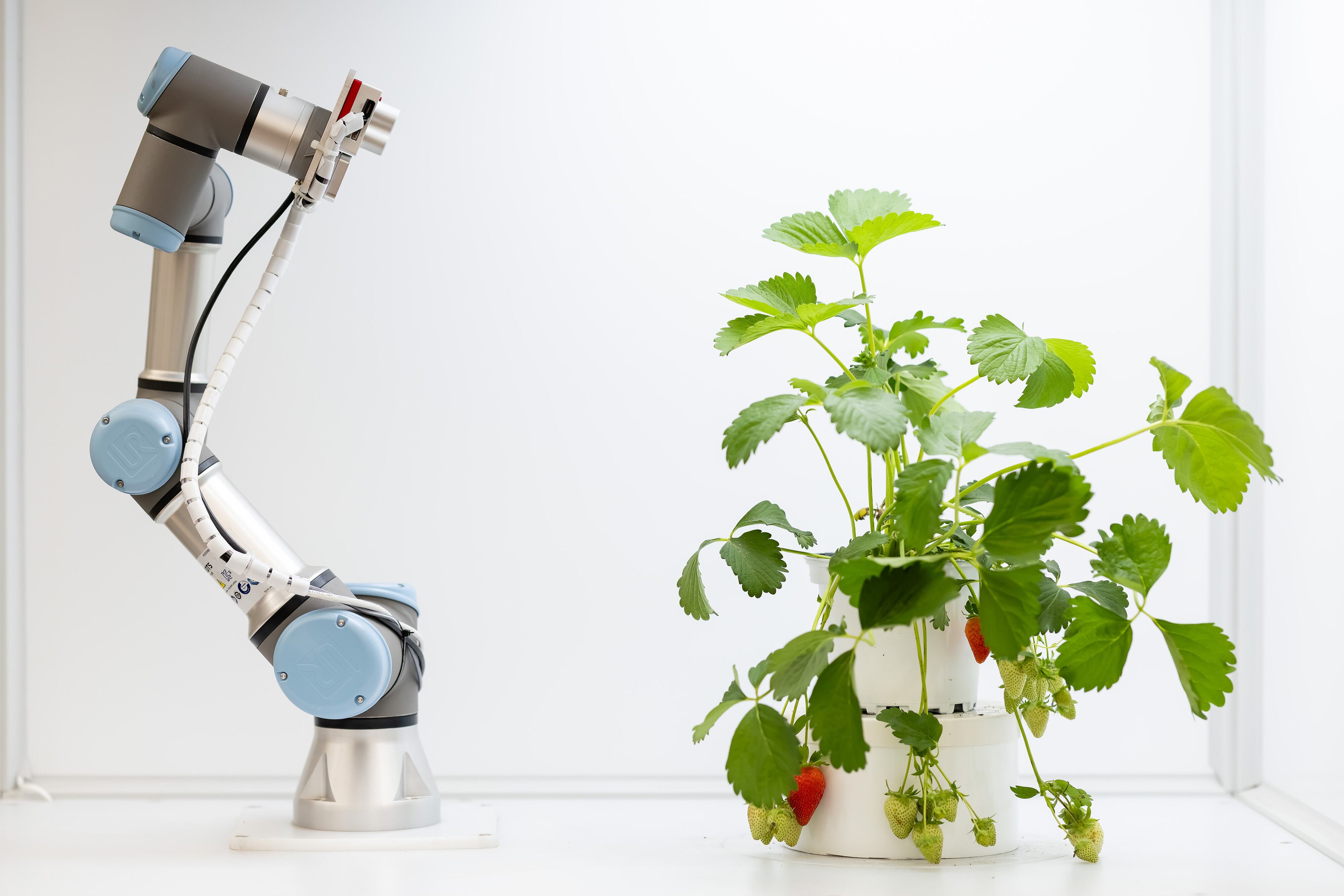 A robot and strawberry plant.