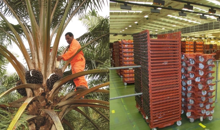 Supply chain round-up: Palm oil and GPS tracking