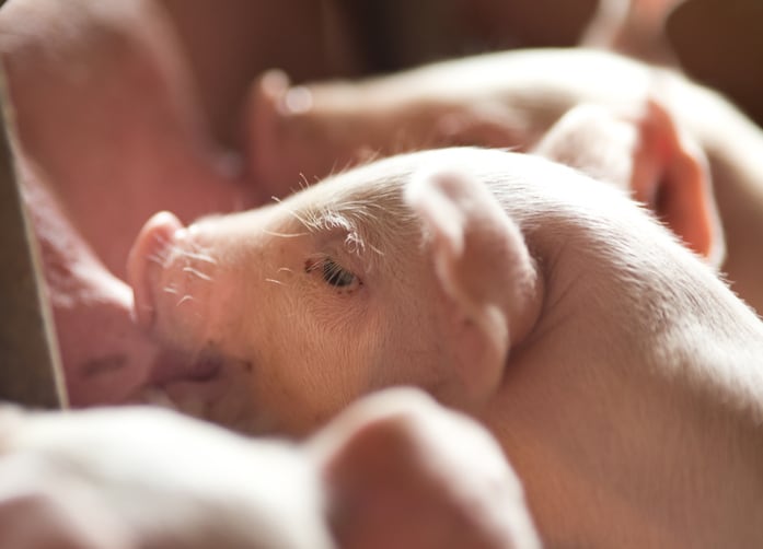 Cranswick acquires pig genetics firm