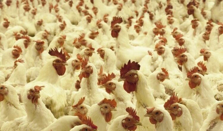 Poultry producers hit by bird flu outbreaks