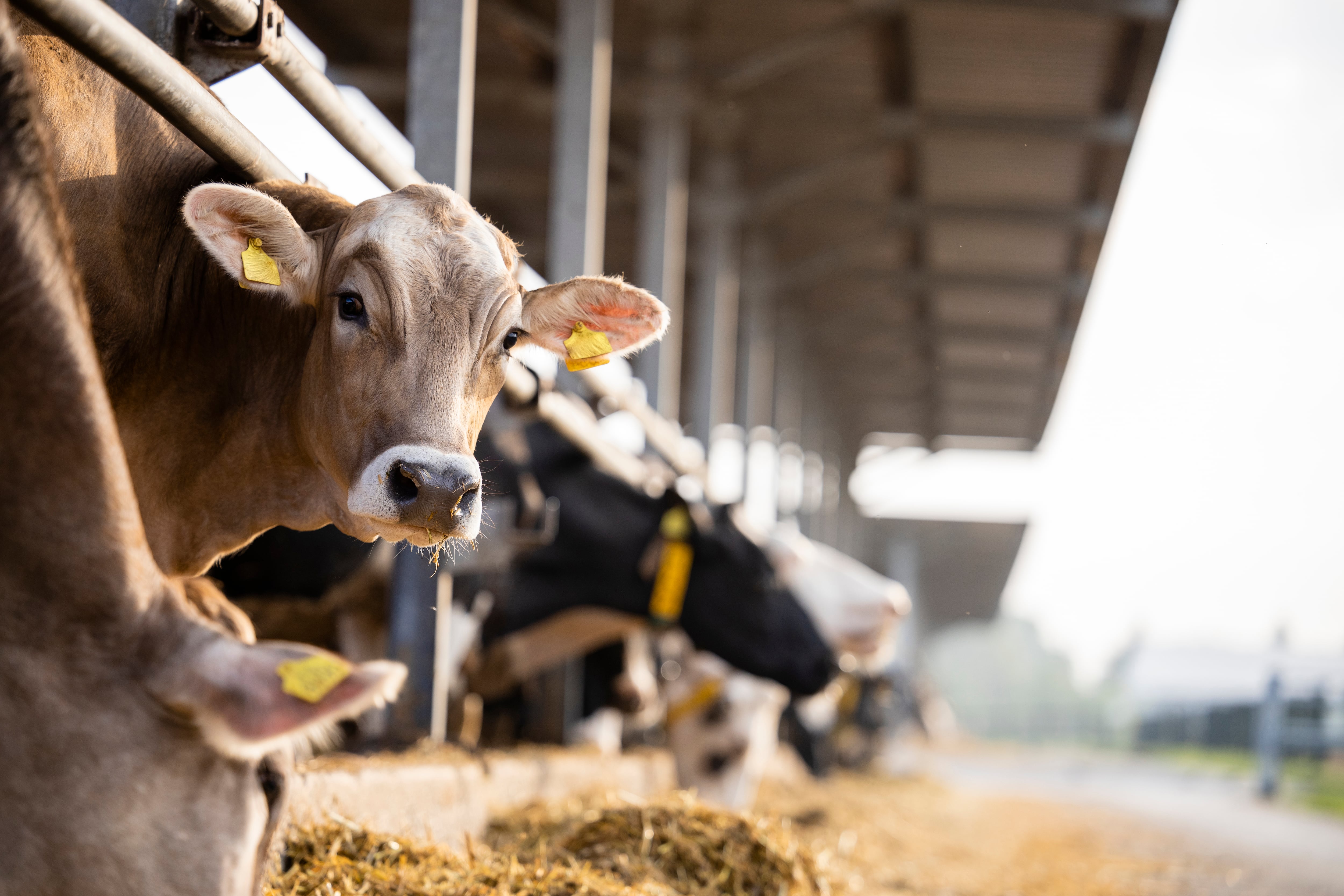 $83.5m beef price-fixing settlement accepted by JBS